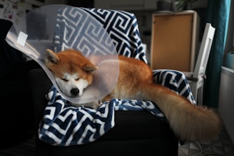a dog with a cone on it's head laying on a chair