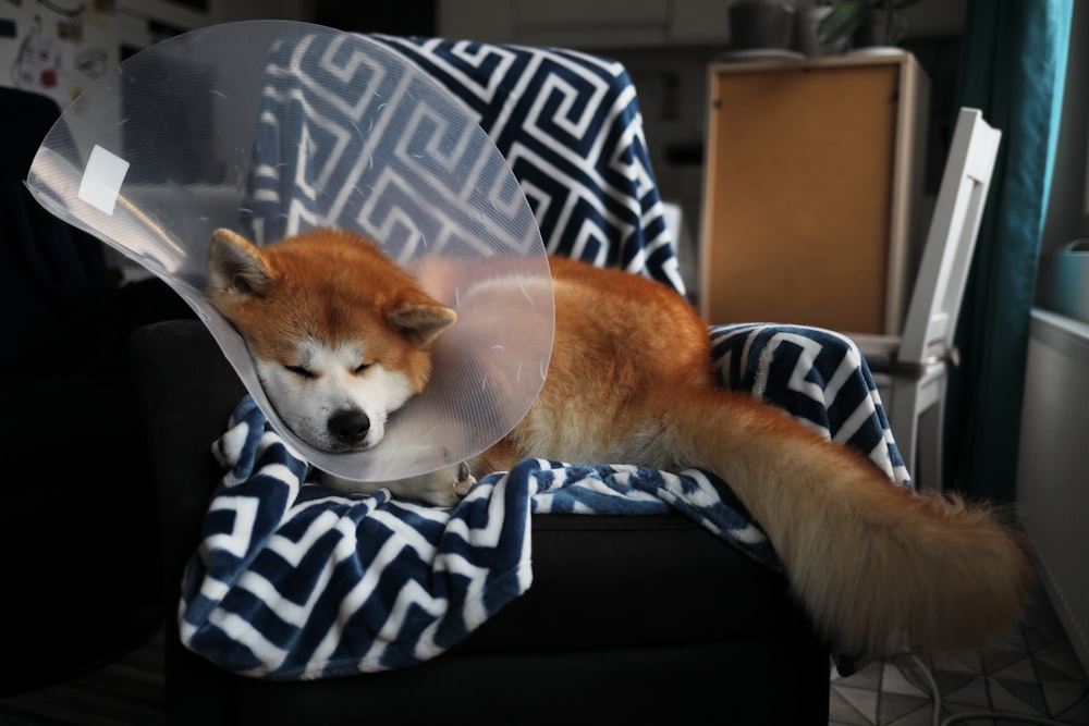 a dog with a cone on it's head laying on a chair