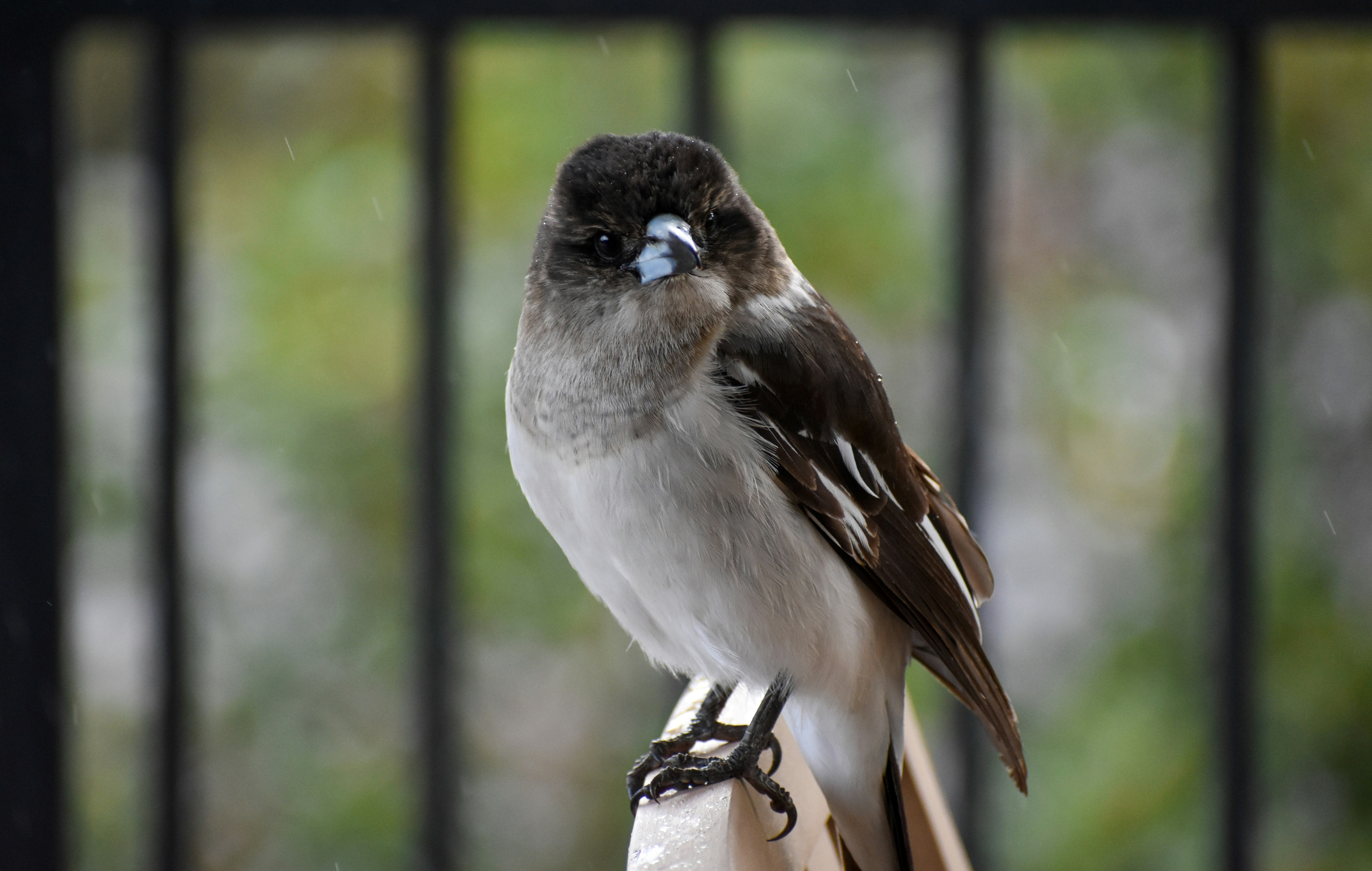 Brown and white bird looking puzzled
