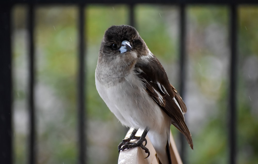 a small bird perched on top of a piece of wood