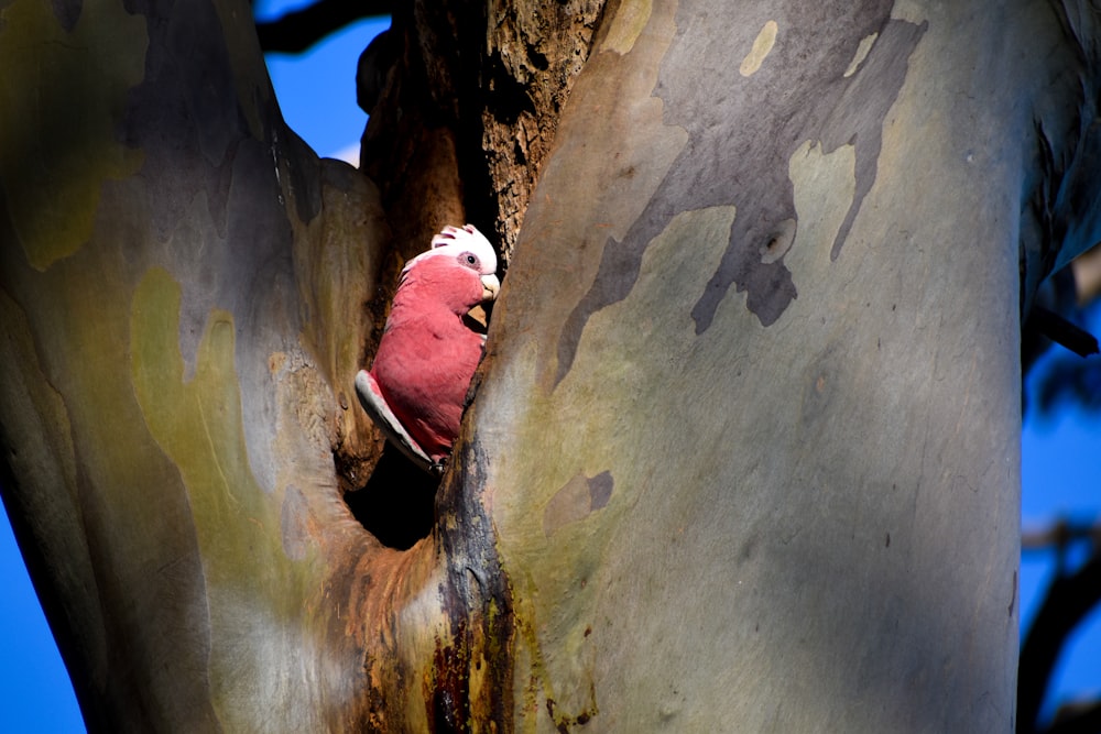 a red and white bird sitting on top of a tree