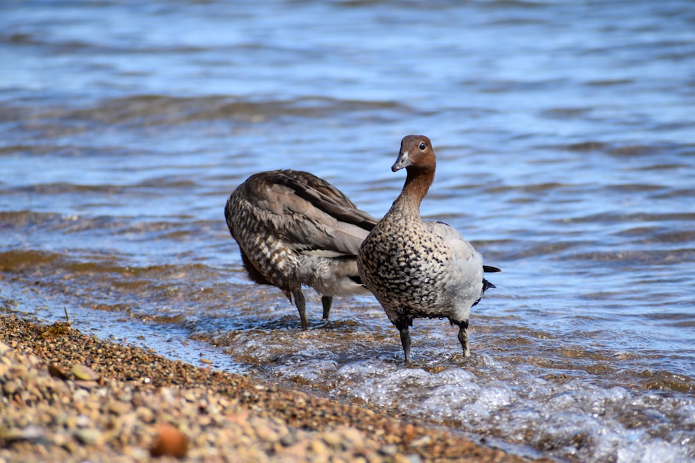 a couple of birds standing on top of a body of water