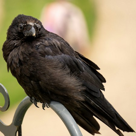 A black crow perches on a metal surface, its feathers ruffled and detailed. The background consists of a soft blur of natural greens and light colors, suggesting an outdoor setting.
