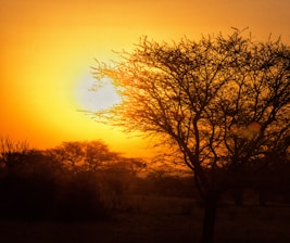 A vibrant sunset over the Namib Desert with acacia trees silhouetted against the sky.
