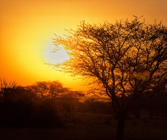 Close-up of a vibrant sunset over the Serengeti plains with acacia trees silhouetted.