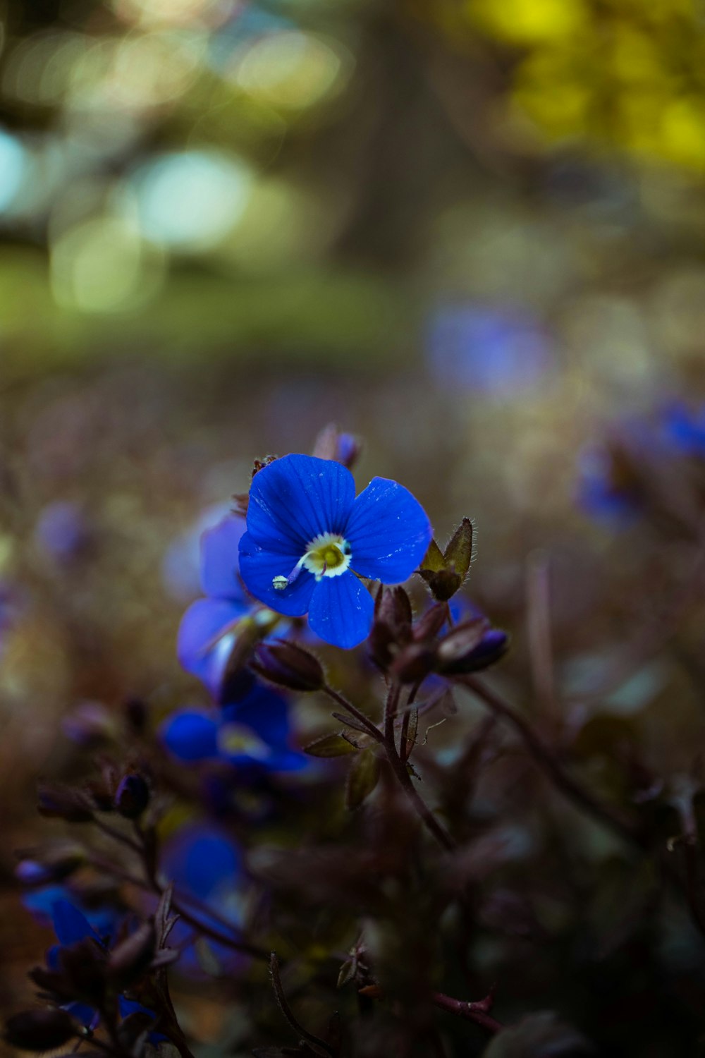 a blue flower is growing in a field