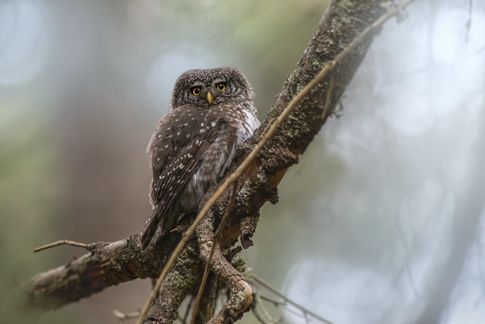 an owl perched on a tree branch