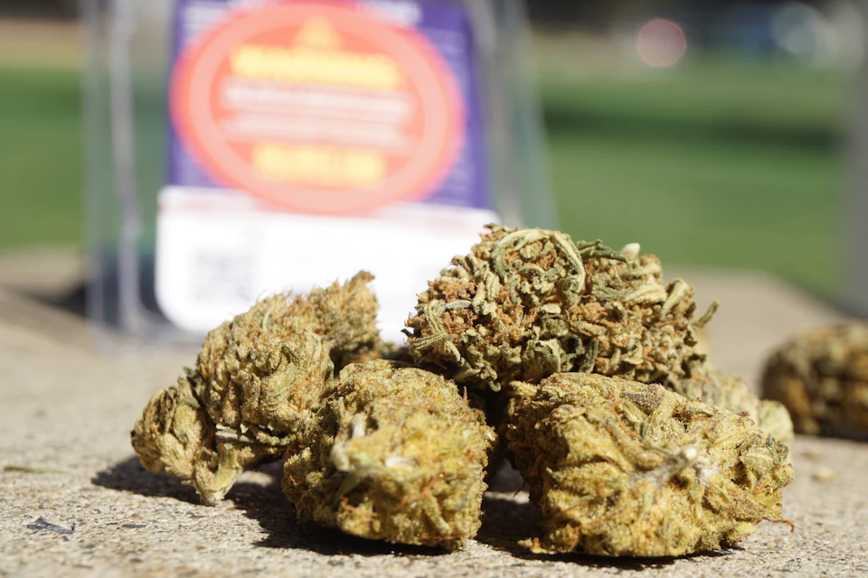 The image shows a close-up view of several buds, likely from a marijuana plant, scattered on a concrete surface. The buds are brown and yellow in color, indicating that they might be freshly harvested or recently smoked. In the background, there is a clear plastic bag with an orange label featuring white text that reads "Marijuana Seeds".