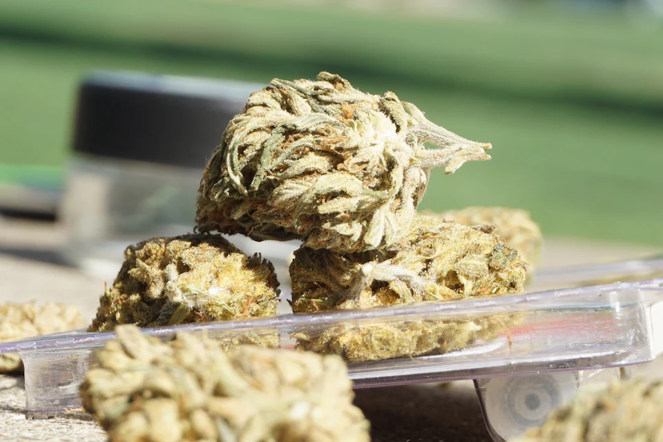 Dried marijuana buds arranged on a clear plastic tray on a wooden surface