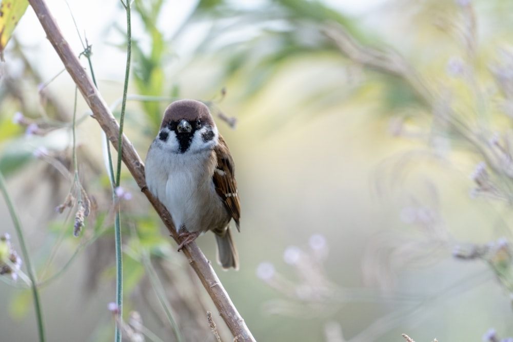 a small bird perched on top of a tree branch