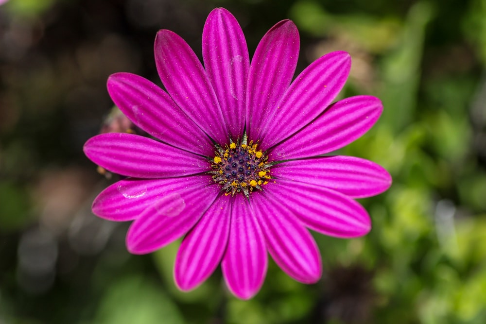 a close up of a pink flower with green leaves in the background