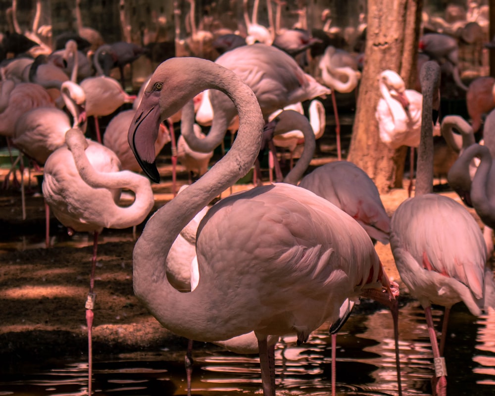 a group of flamingos standing in the water