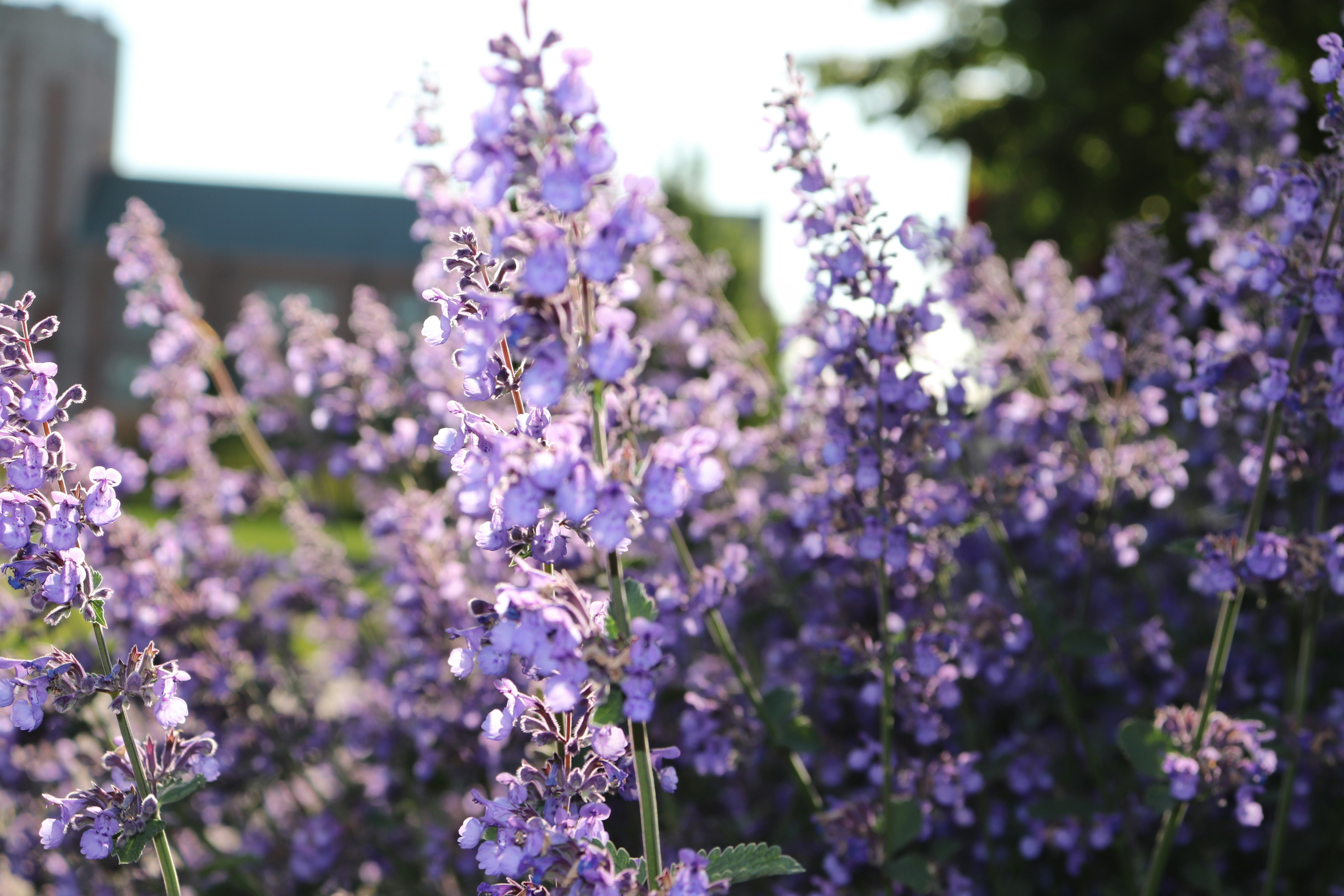 a bunch of purple flowers in a field