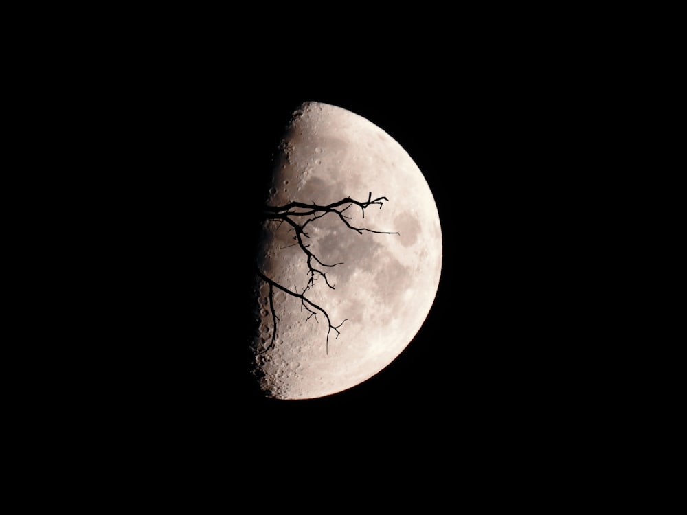 a half moon with a tree branch in the foreground