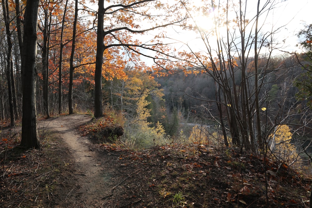 a dirt path in the woods surrounded by trees