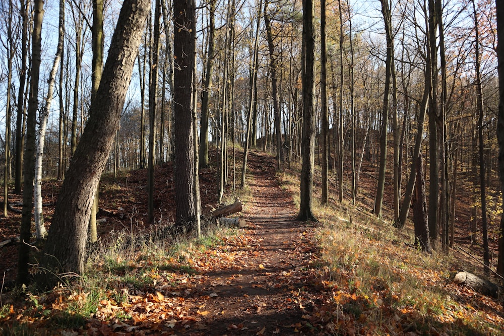 a dirt path in the middle of a wooded area