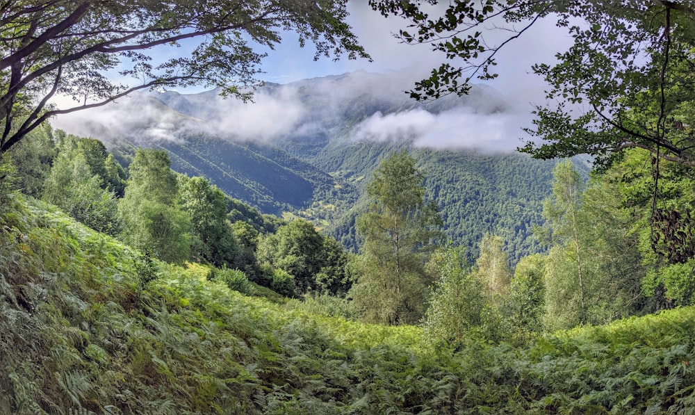 a lush green forest filled with lots of trees