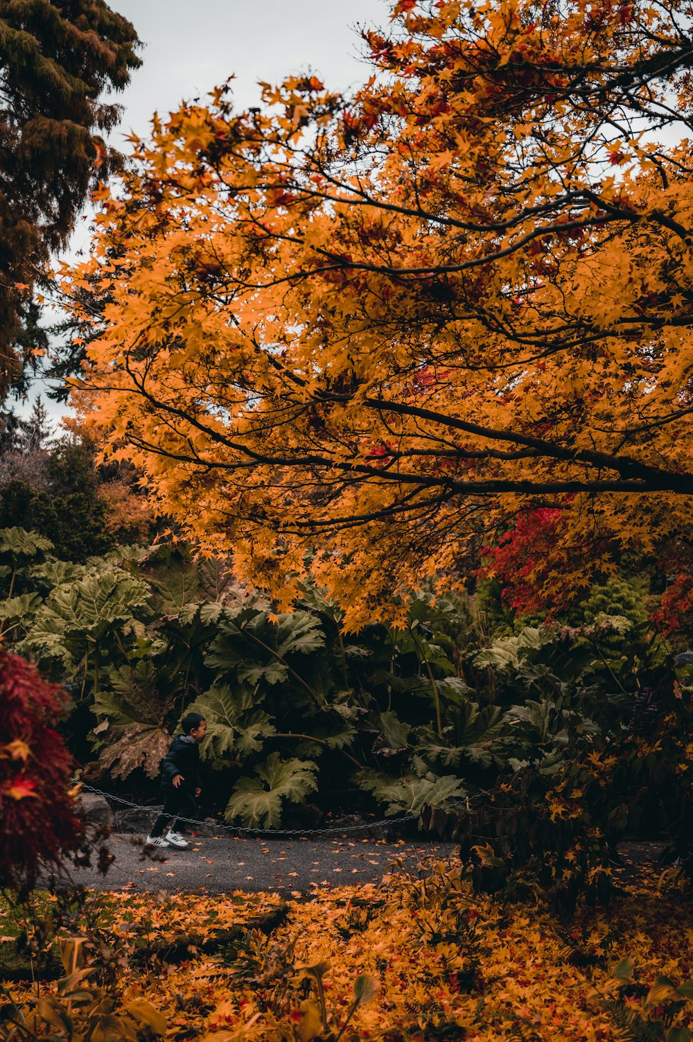 a bench in a park with lots of trees