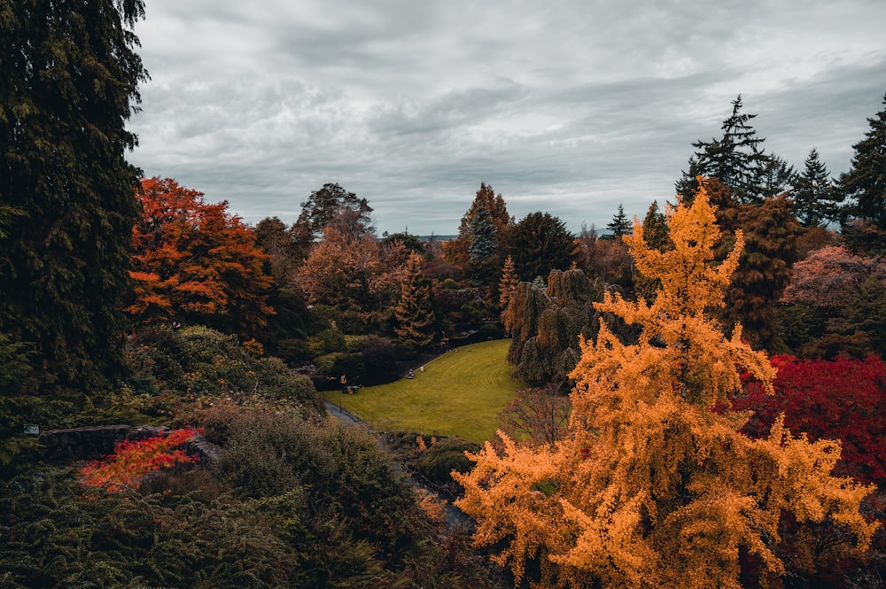 a lush green forest filled with lots of trees