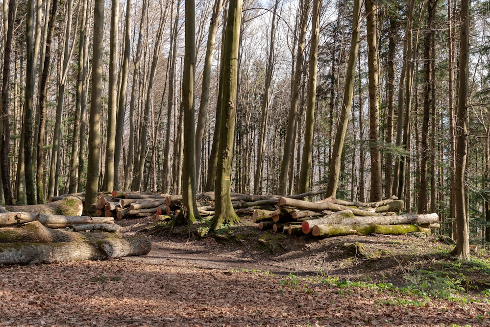 a group of trees that are in the woods