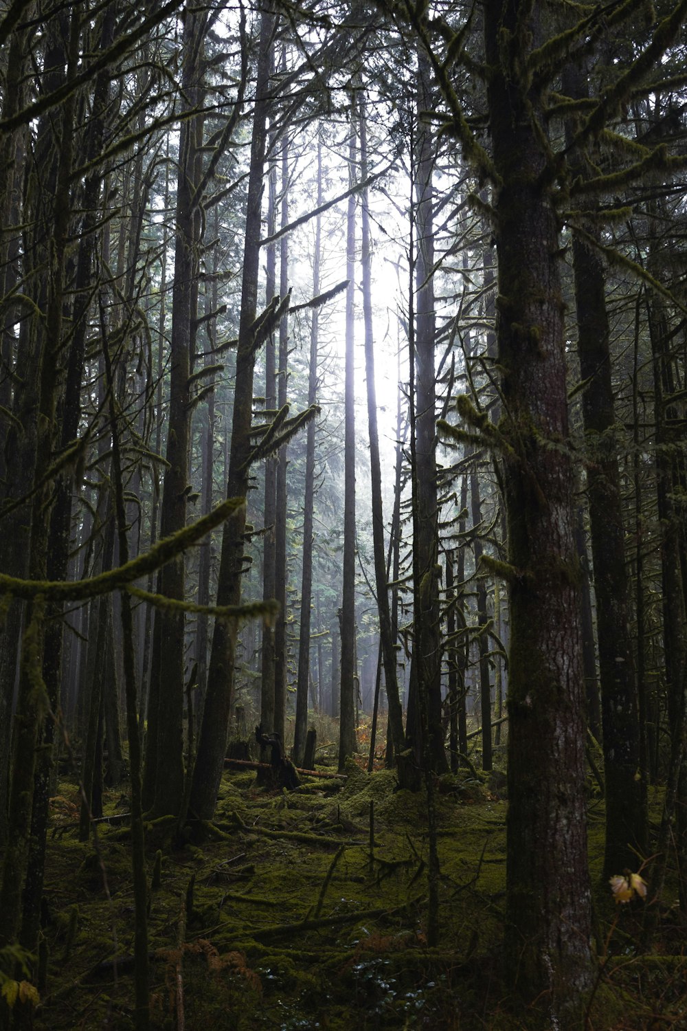 a forest filled with lots of tall trees