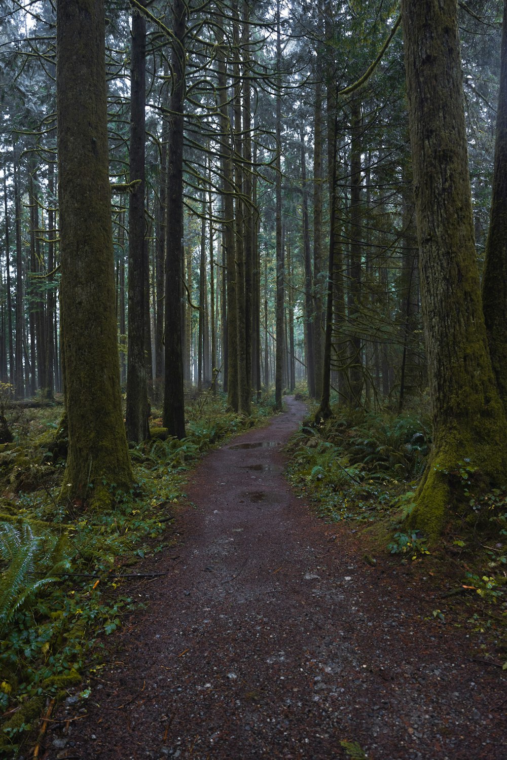 a path in the middle of a forest with lots of trees