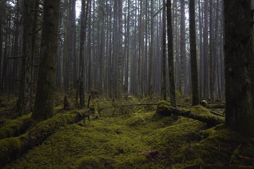 a forest filled with lots of green moss covered trees