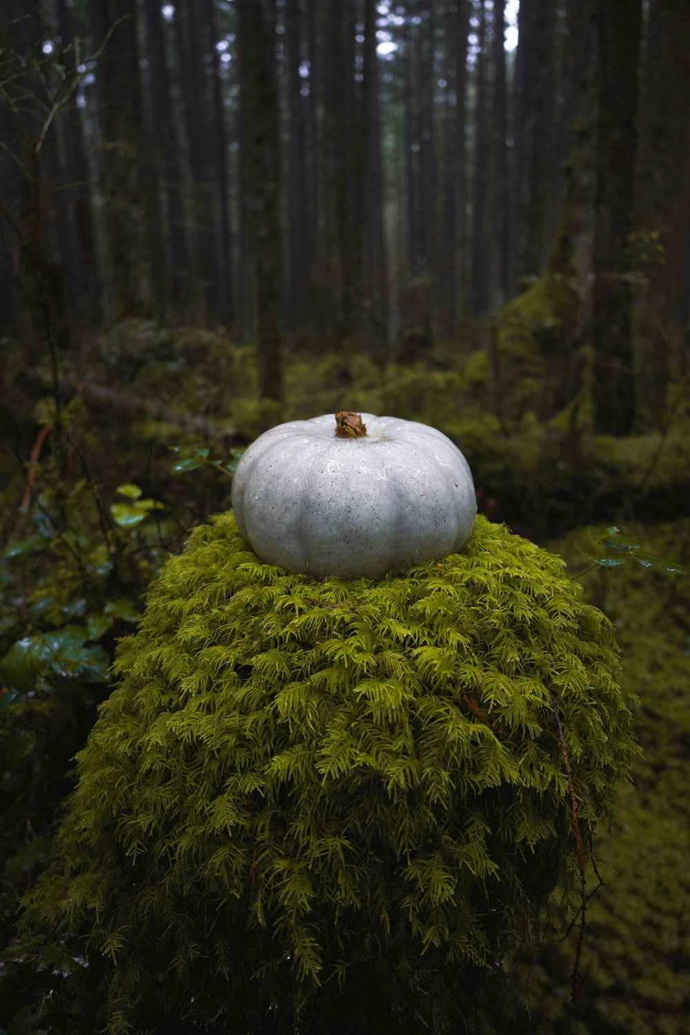 a white pumpkin sitting on top of a moss covered tree