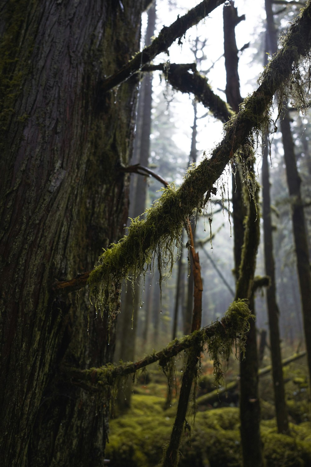 a moss covered tree in the middle of a forest