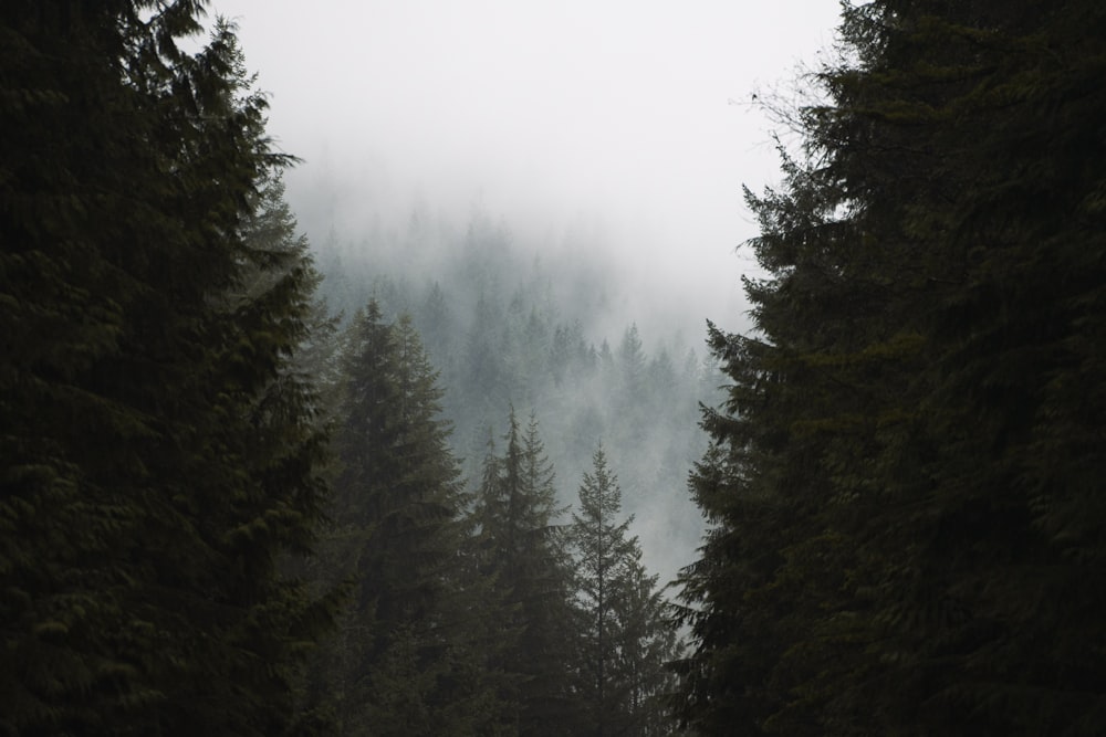 a forest filled with lots of trees covered in fog