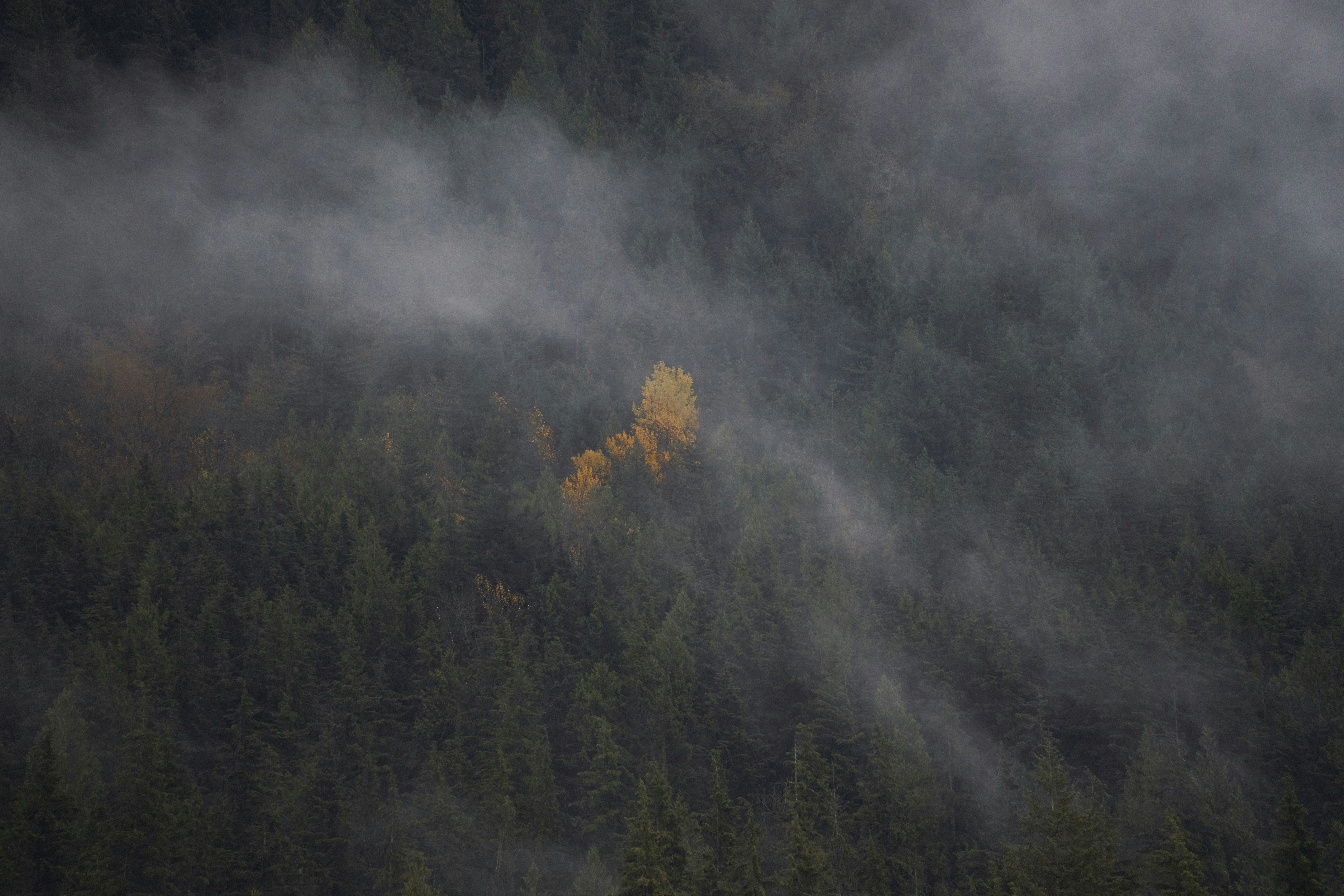 a foggy forest with trees in the background