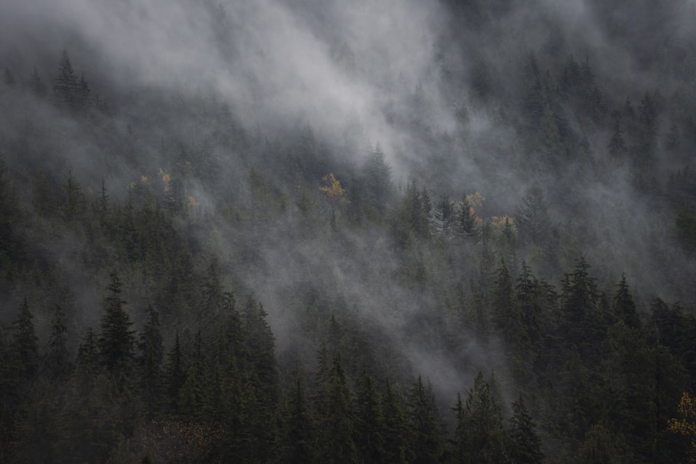 a forest covered in fog and clouds on a cloudy day