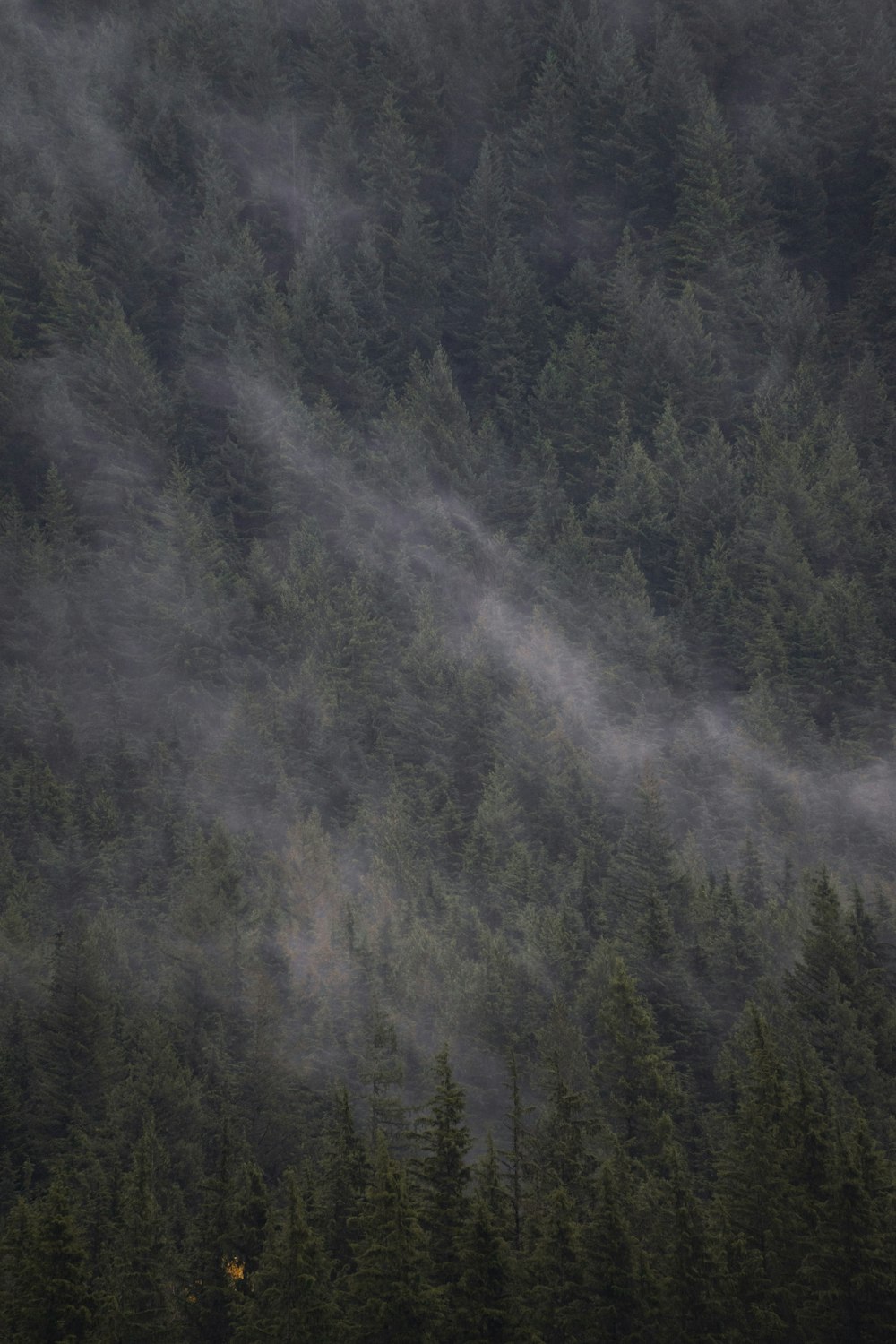 a plane flying over a forest covered in fog