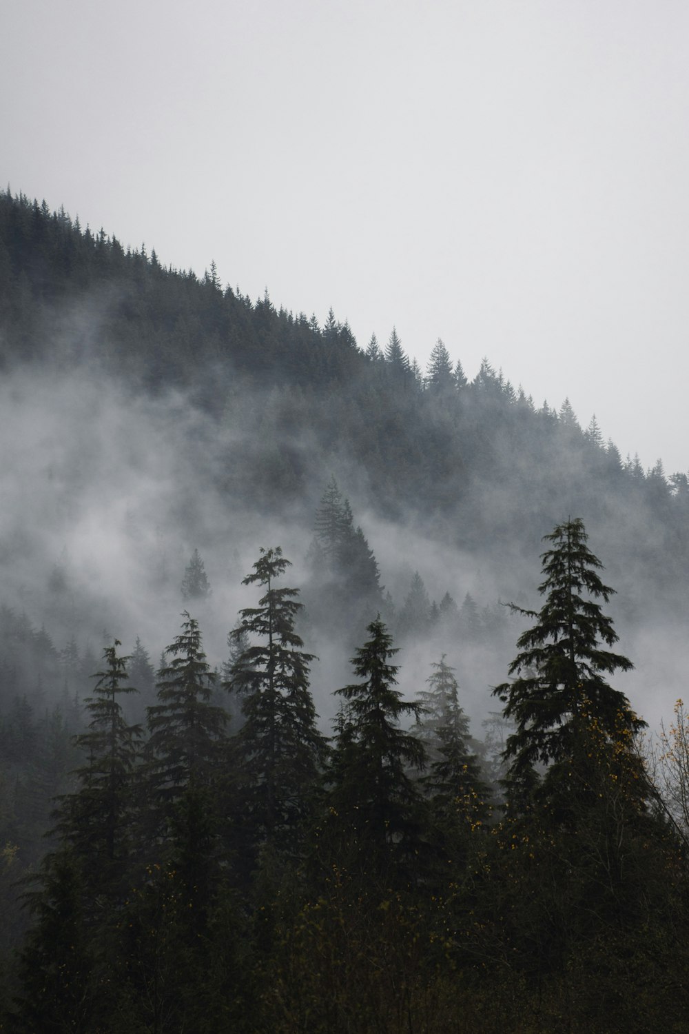 a foggy mountain covered in trees and fog