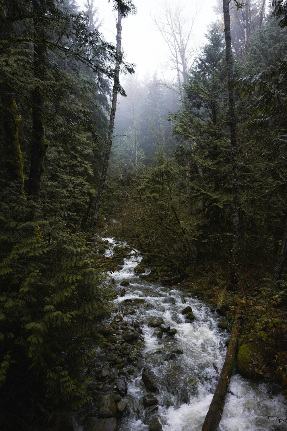 a stream running through a forest filled with trees