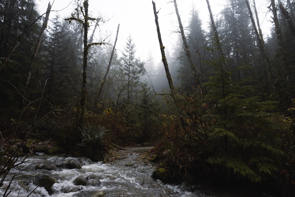 a stream running through a forest filled with lots of trees