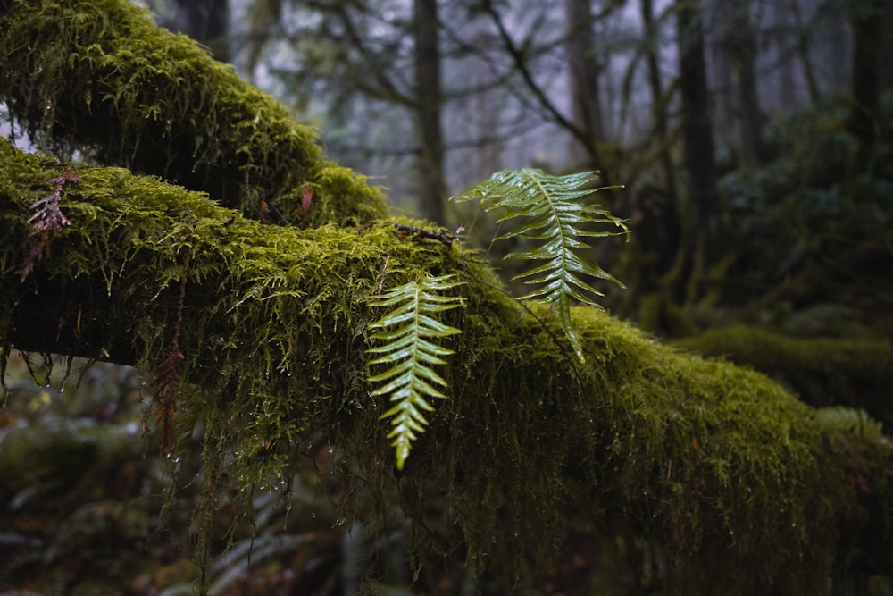 a moss covered tree branch in a forest