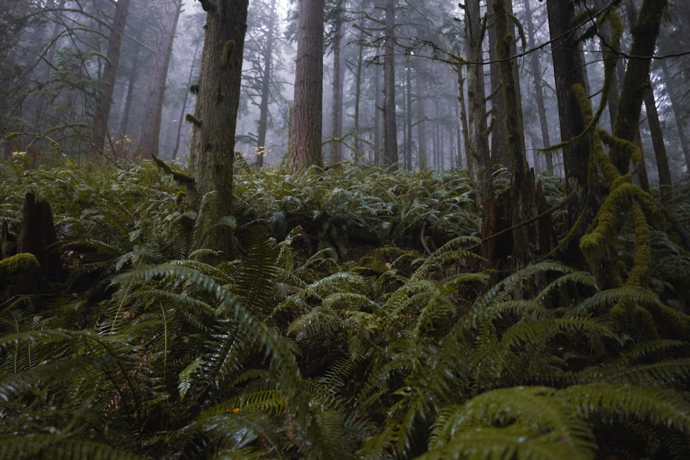 Ein Wald voller Bäume und Farne