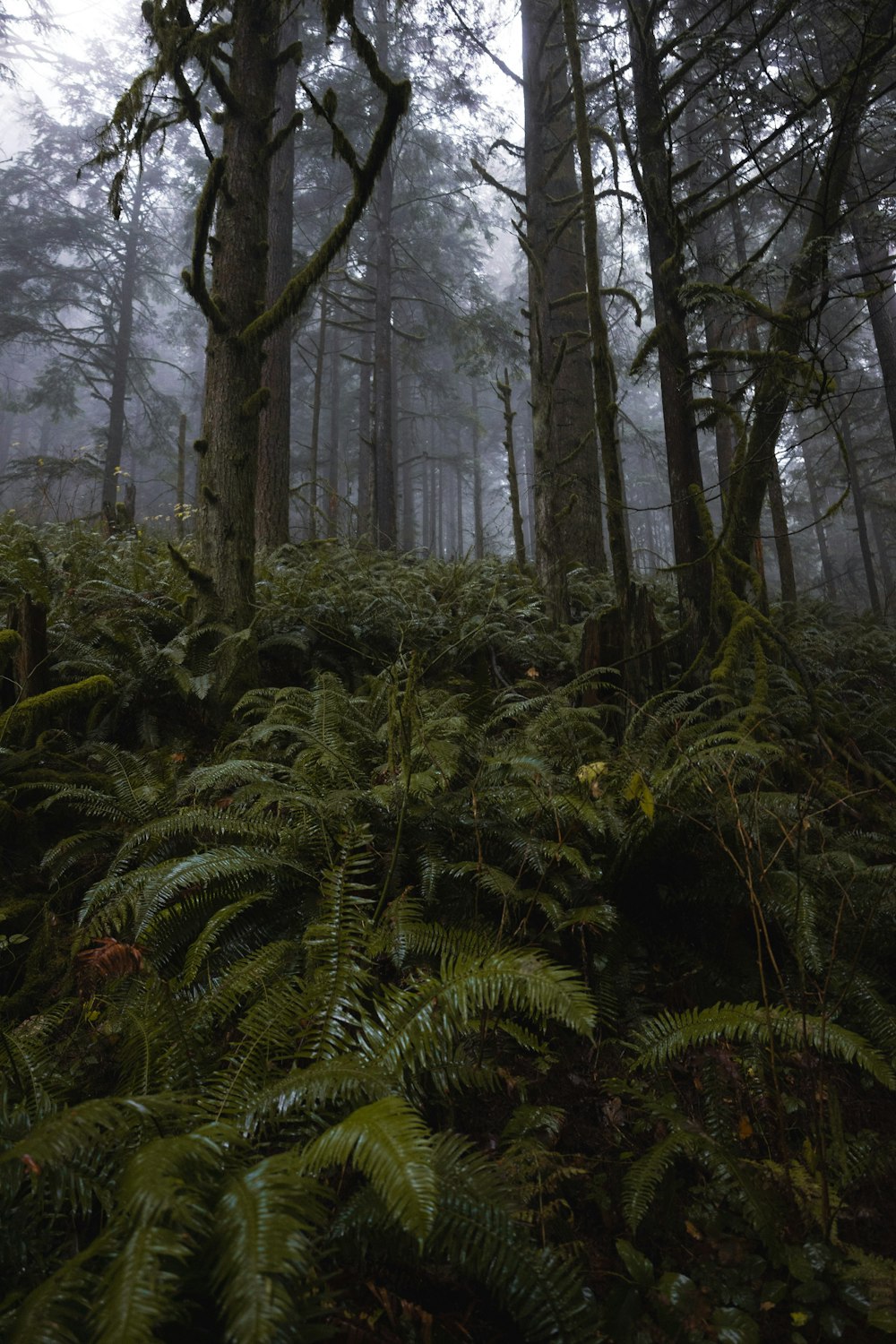 a forest filled with lots of trees and ferns