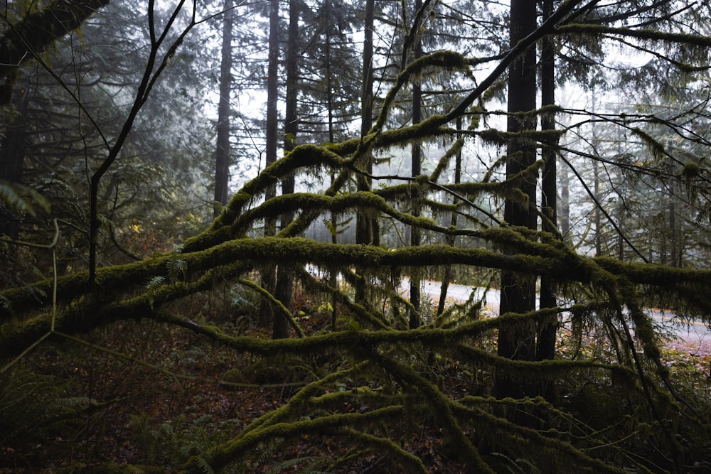 a mossy tree branch in the middle of a forest