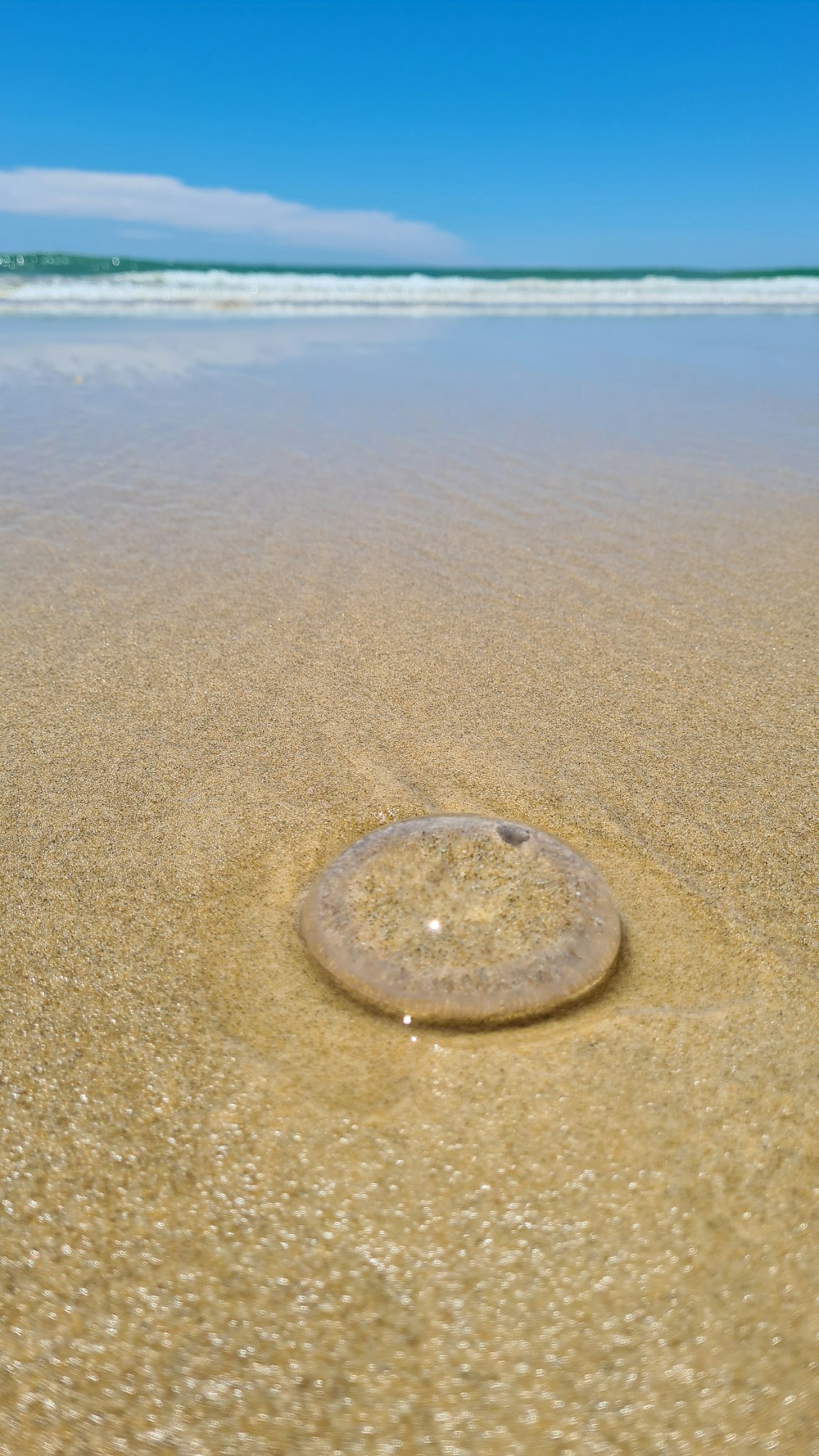 해변의 모래 위에 있는 둥근 물체