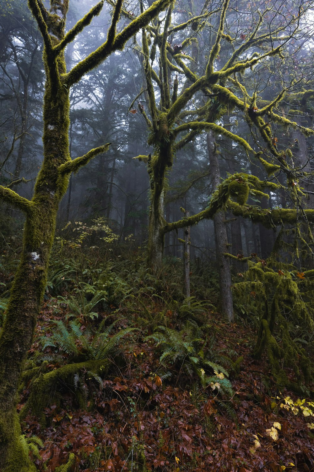 a forest filled with lots of trees covered in moss