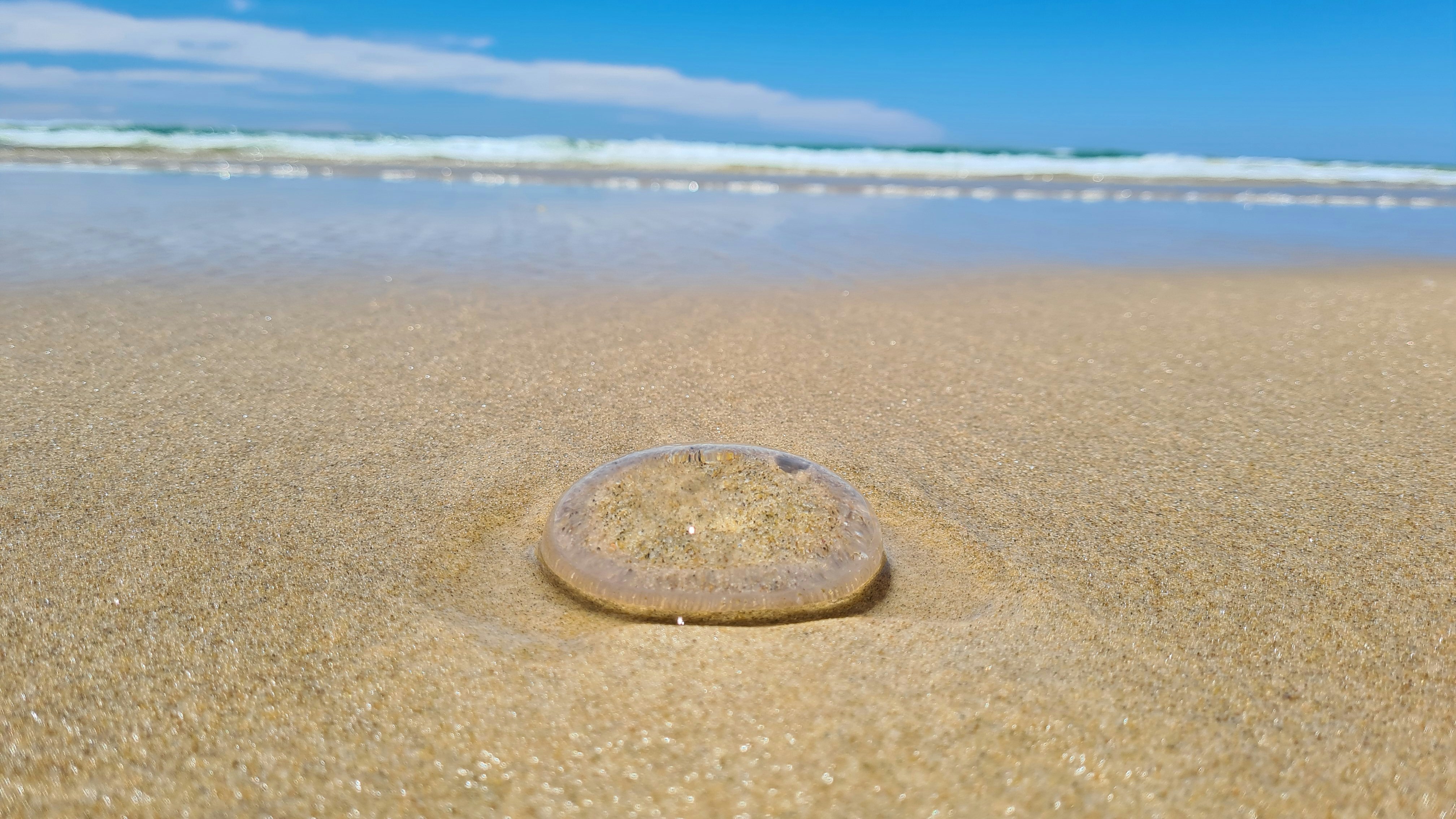 Jellyfish on beach