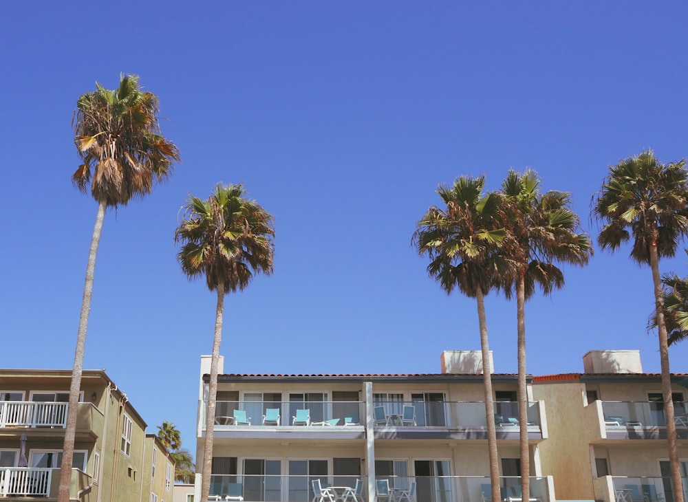 a row of palm trees in front of a hotel