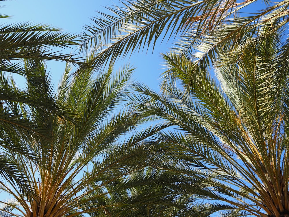 a group of palm trees with a blue sky in the background