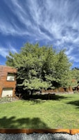 A lush, green tree stands prominently in a well-maintained grassy area. Surrounding the tree are wooden buildings with large windows, blending naturally with the environment. The sky above is vibrant blue with scattered, wispy clouds.