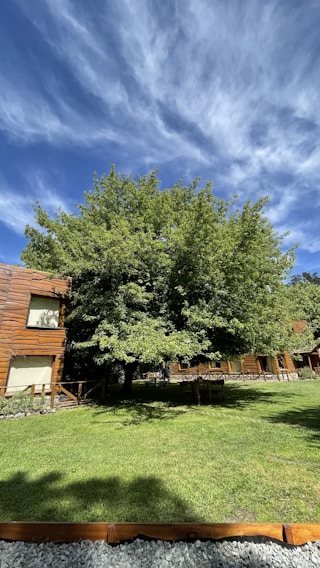 A lush, green tree stands prominently in a well-maintained grassy area. Surrounding the tree are wooden buildings with large windows, blending naturally with the environment. The sky above is vibrant blue with scattered, wispy clouds.
