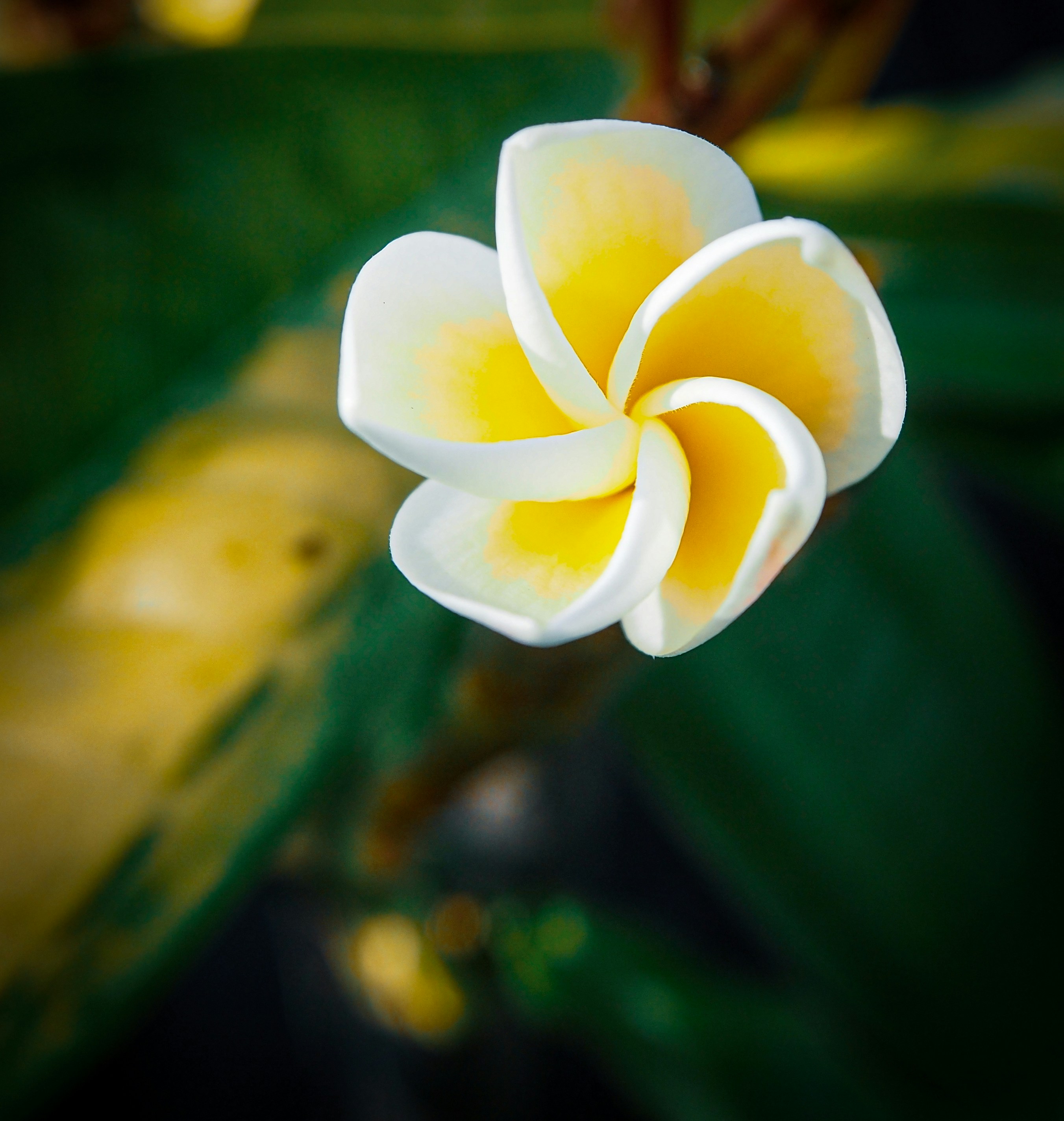 un fiore bianco e giallo con foglie verdi