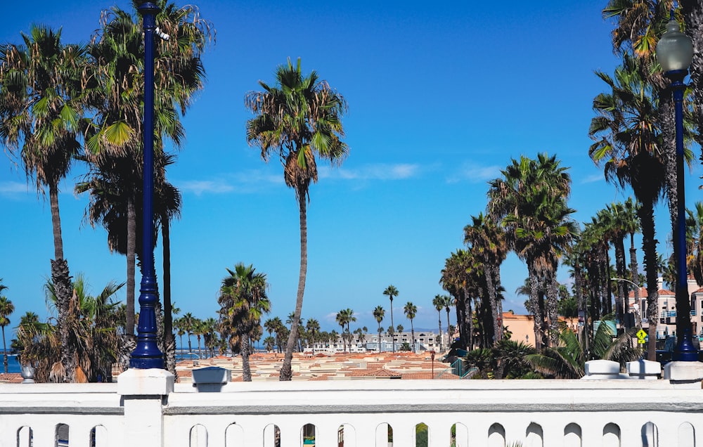 a white fence with palm trees and a blue sky in the background