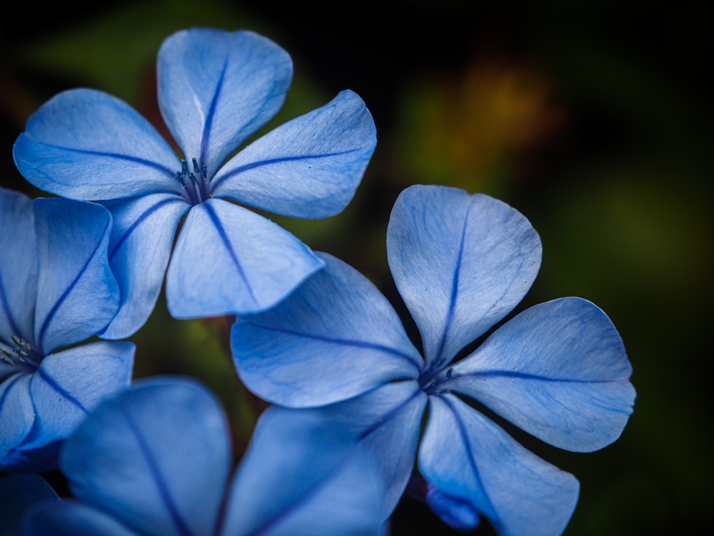 a group of blue flowers with green leaves in the background